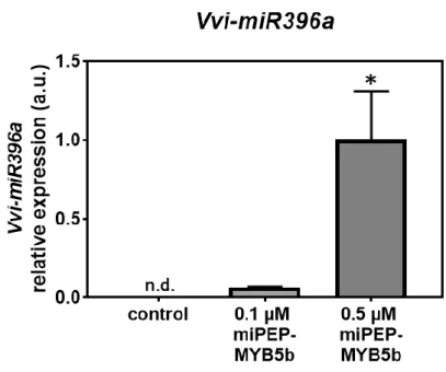 Figure  4.  Effect  of  the  exogenous  application  of  miPEP-MYB5b  (0.1  µM  and  0.5  µM)  in  the  transcript  levels  of  the  precursor  Vvi-miR396a  after 5 d of treatment in suspension-cultured grape berry cells and without treatment (Control)