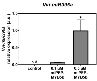 Figure  4.  Effect  of  the  exogenous  application  of  miPEP-MYB5b  (0.1  µM  and  0.5  µM)  in  the  transcript  levels  of  the  precursor  Vvi-miR396a  after 5 d of treatment in suspension-cultured grape berry cells and without treatment (Control)