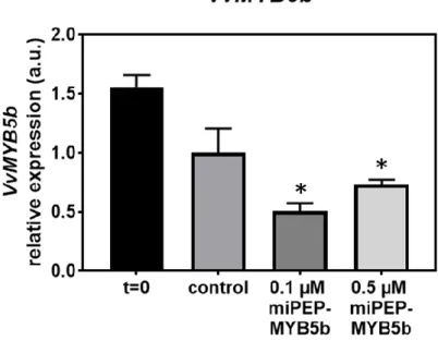 Figure 5. Effect of the exogenous application of miPEP-MYB5b (0.1 µM and 0.5 µM) in the transcript levels of the  transcription factor  MYB5b  after 5 d of treatment in suspension-cultured grape berry cells and without treatment (Control)