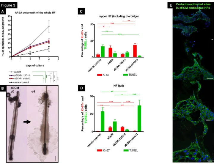 Figure  3.    β1  integrin  receptor  ligands  differentially  regulate  vitality  of  keratinocytes  in  different  hair  follicle compartments