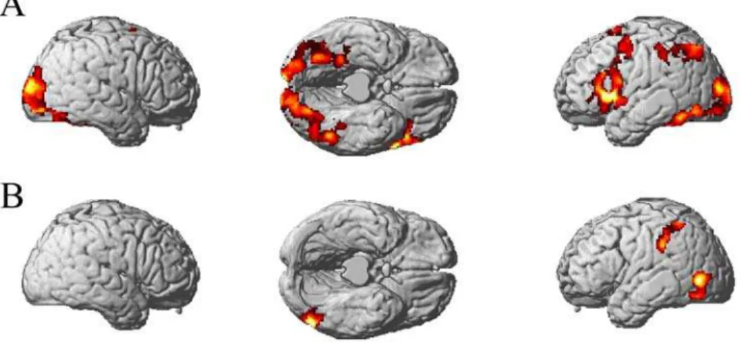 Figure 6. Brain activation showing areas of greater activity for (A) objects compared to fixation, and (B) tools compared to dwellings