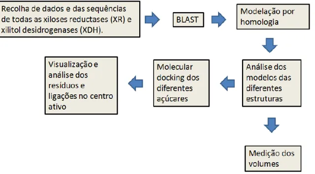 Figura 10 - Esquema e sequência temporal das metodologias usadas para a elaboração deste trabalho