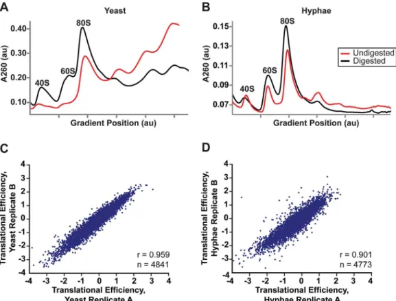 Fig 5. Successful adaptation of ribosome profiling to Histoplasma. (A – B) 80S monosome peaks were collected from RNaseI-digested yeast (A) and hyphal (B) cell extracts by fractionation over a 10 – 50% sucrose gradient (black line)