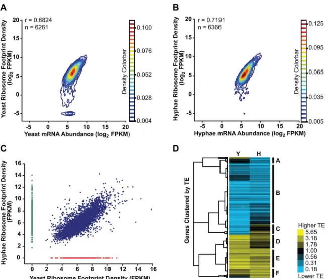 Fig 6. Transcriptional and translational regulation contributes to gene expression in Histoplasma