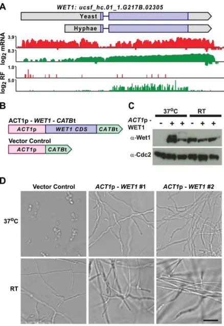 Fig 9. Misregulation of Wet1 expression induces inappropriate hyphal growth at 37°C. (A) Ribosome footprint and corresponding mRNA read coverage is shown for WET1