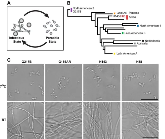 Fig 1. Histoplasma is a global human pathogen with distinct morphological states important for virulence