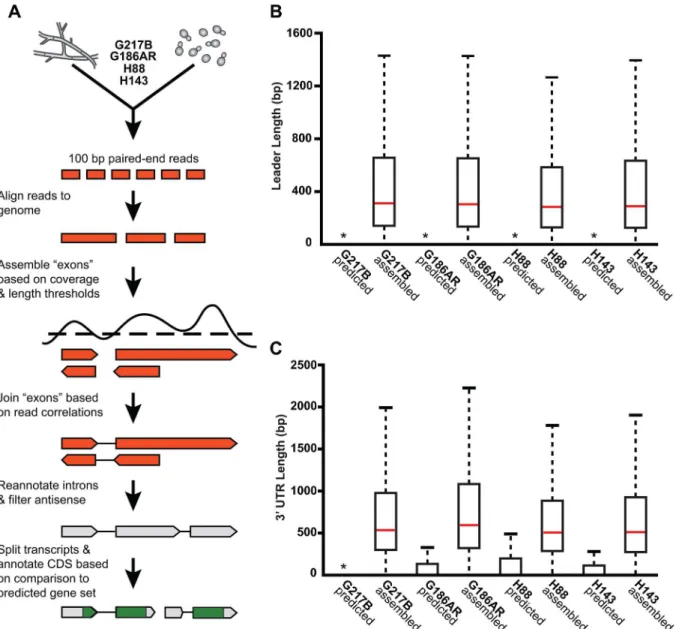 Fig 2. De novo Histoplasma transcriptome reconstruction augments transcript models. (A) Schematic of transcriptome reconstruction method