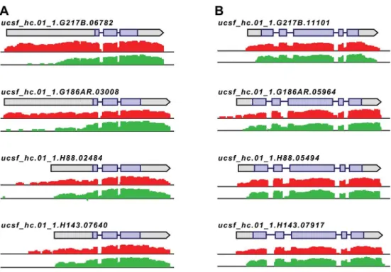 Fig 4. Histoplasma regulates 5 ’ transcript length in yeast and hyphal cells. Paired-end mRNA read coverage is shown for two representative transcripts (A and B) that exhibit extended yeast-phase leader regions in all 4 Hc strains