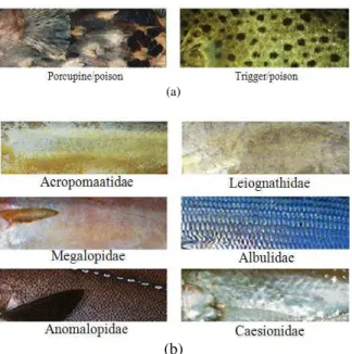 Fig. 5: The crop out of color signature for different fish  families  ((a)  the  poison  fish  and  (b)  the   non-poison fish)