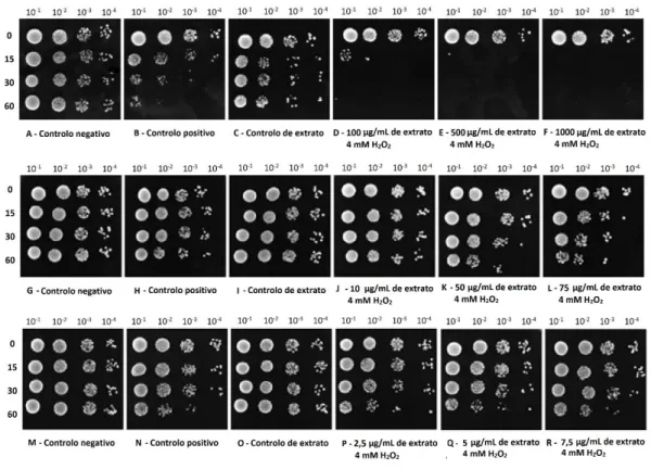 Figura 4 - O EE50% de  C. ruderalis  potencializa o efeito oxidativo do H 2 O 2  a concentrações superiores de extrato