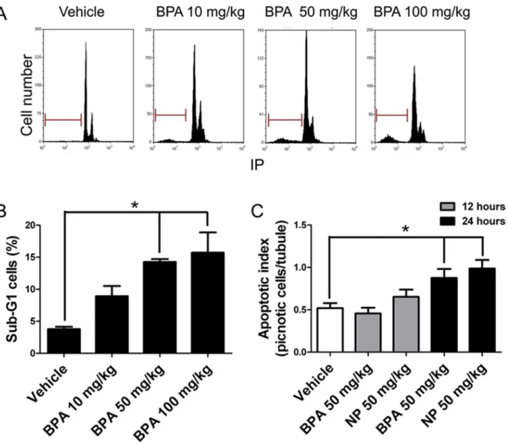 Figure 1. BPA and NP induce apoptosis in rat testes. A) Cell cycle analysis by flow cytometry of seminiferous tubule cells isolated from 21 day-old rats after 24 h of a single dose of 10, 50 or 100 mg/kg BPA