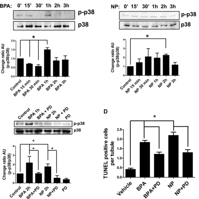 Figure 7. Participation of p38 MAPK in the apoptosis induced by EDC in rat testis. A) Time course of p38 MAPK phosphorylation in 21-day-old rats treated with 50 mg/kg of BPA