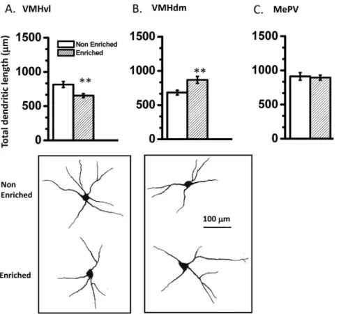Figure 5. Enriched males show neuronal plasticity in hypothalamus. Enriched animals show significantly reduced dendritic length of neurons from VMHvl compared to non-enriched animals (A)
