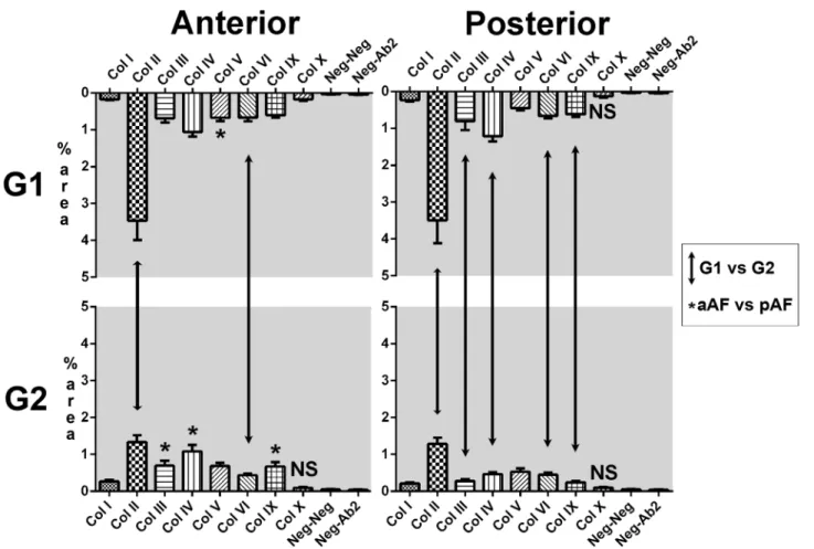 Fig 5. Stained area per collagen type (%). Predominance of collagen type II in G1 and an approximate 60% reduction in G2