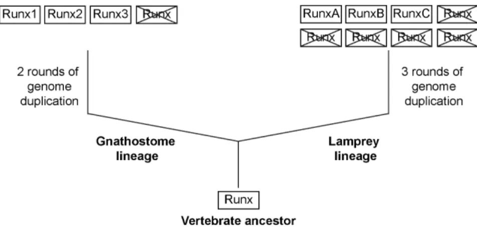 Figure 7. A model depicting the evolution of Runx genes in vertebrates. The phylogenetic analysis and synteny maps suggest that the three Runx genes in lamprey are not one-to-one orthologs of the three Runx genes in gnathostomes.
