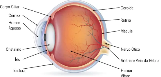 Figura 1- Anatomia do globo ocular (adaptado de Senell Richard S et al ;1998). 