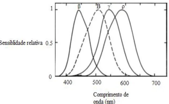 Figura 15-Curvas de sensibilidade de bastonetes (linha tracejada) e cones (linhas compactas) em 