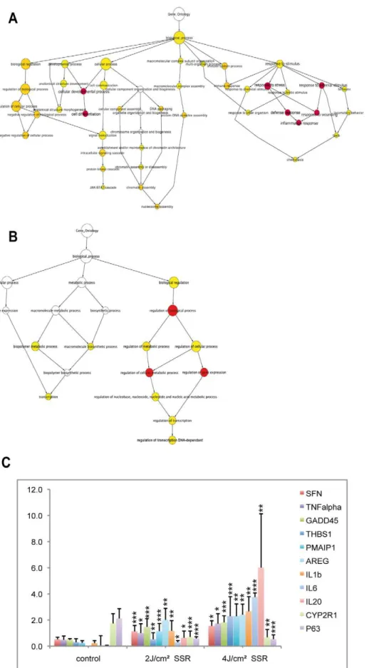 Figure 4. GO tree for genes showing differential regulation only with a dose of 4 J/cm 2 SSR and qPCR validation