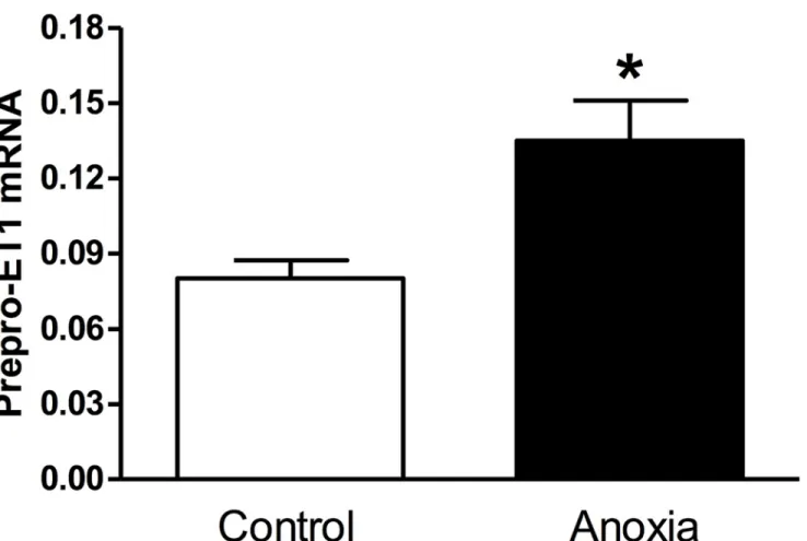 Fig 1. Effect of newborn anoxia on prepro-ET-1 mRNA in the neonatal heart. Hearts were isolated from day 4 neonatal rats treated with control or anoxia