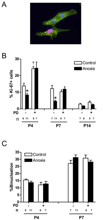 Fig 3. Effect of newborn anoxia and PD156707 on proliferation and binucleation of neonatal cardiomyocytes