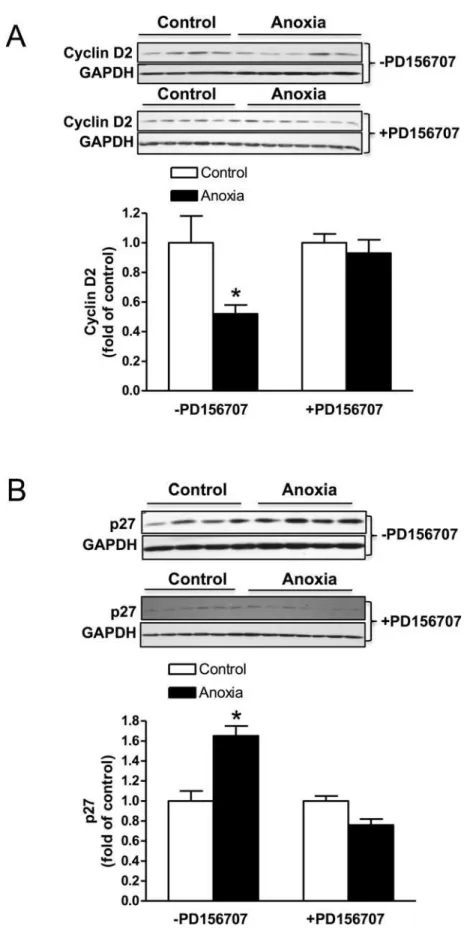 Fig 4. Effect of newborn anoxia on cyclin D2 and p27 protein expression in the cardiomyocyte