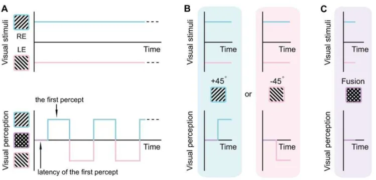 Figure 2A shows the effect of contrast imbalance on the percept sequence (Figure 2A, green box) versus the percept durationFigure 1