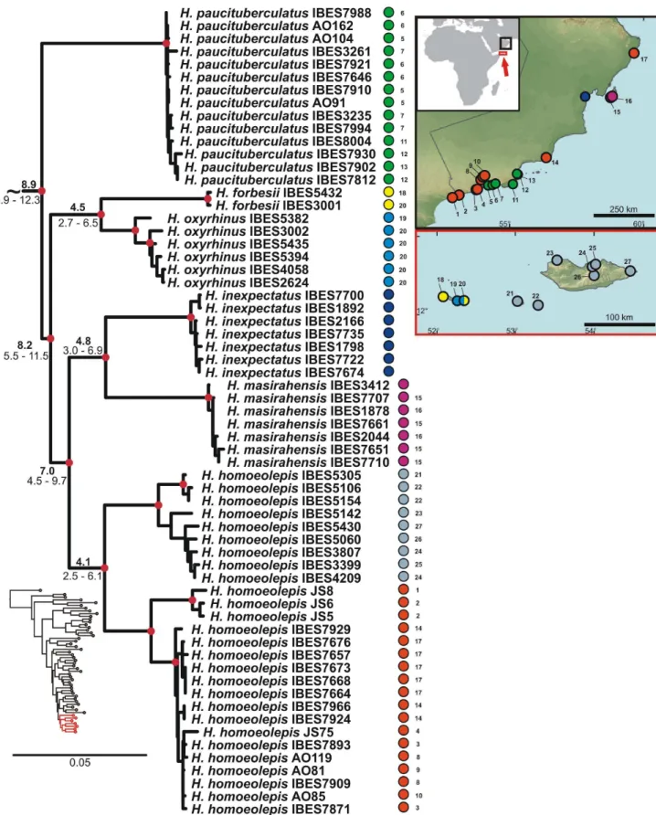 Figure 9. Detail of the phylogenetic tree of the Arid clade Hemidactylus : Oman and Socotra Archipelago