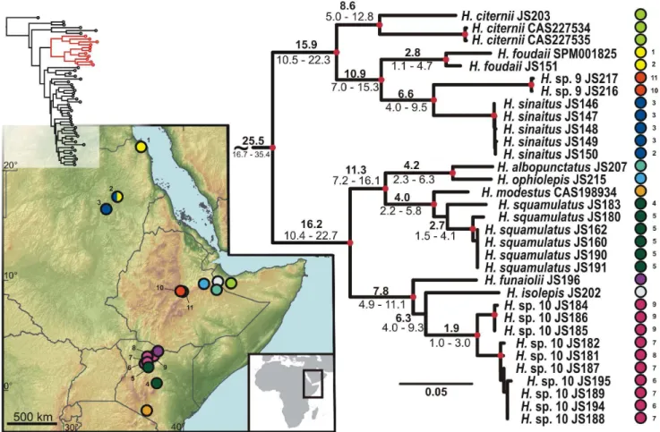 Figure 2. Detail of the phylogenetic tree of the Arid clade Hemidactylus : African subclade