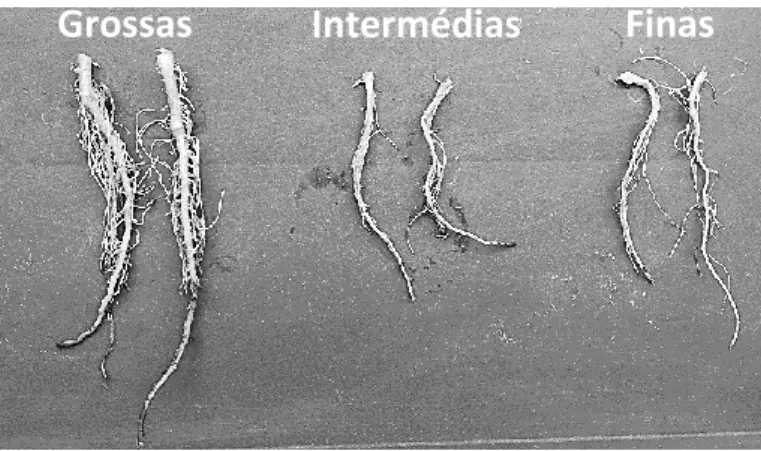 Figura  6.  Exemplares  representativos  dos  três  calibres  maioritariamente  encontrados  de  raízes  de  alface  (grosso,  intermédio e fino)