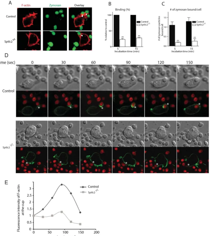 Fig 6. Sptlc2 -/- DC2.4 cells are defective in particulate binding and phagocytic cup formation