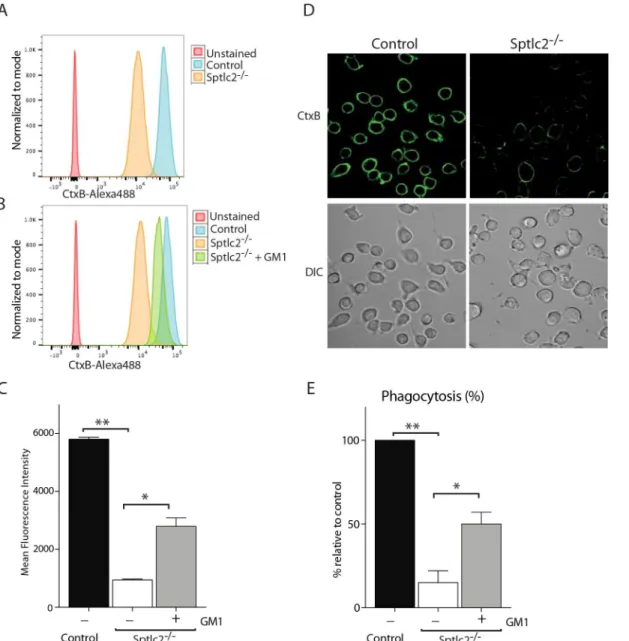 Fig 9. Exogenous addition of GM1 restores the phagocytic ability of Sptlc2 -/- DC2.4 cells