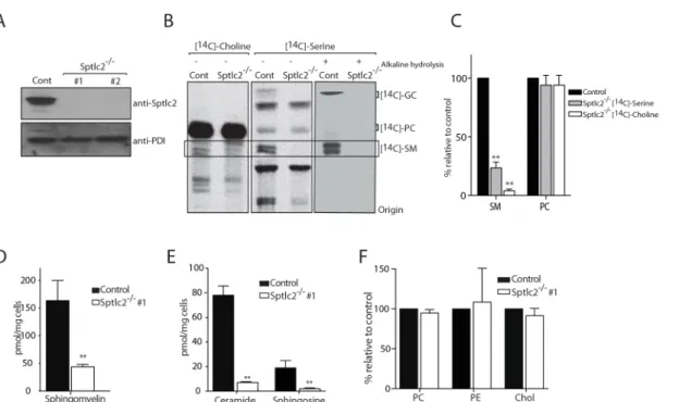 Fig 3. CRISPR/Cas9-mediated deletion of Sptlc2 in DC2.4 cells. (A) Immunoblot analysis of cell lysates from DC2.4 and two clonal isolates of Sptlc2 -/- -/-DC2.4 cells using Sptlc2 antiserum