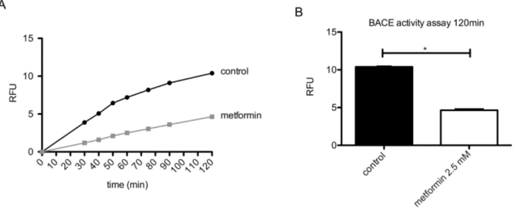 Figure 1. Metformin treatment reduces BACE activity. Primary neurons were treated with or without 2.5 mM metformin for 24 hours