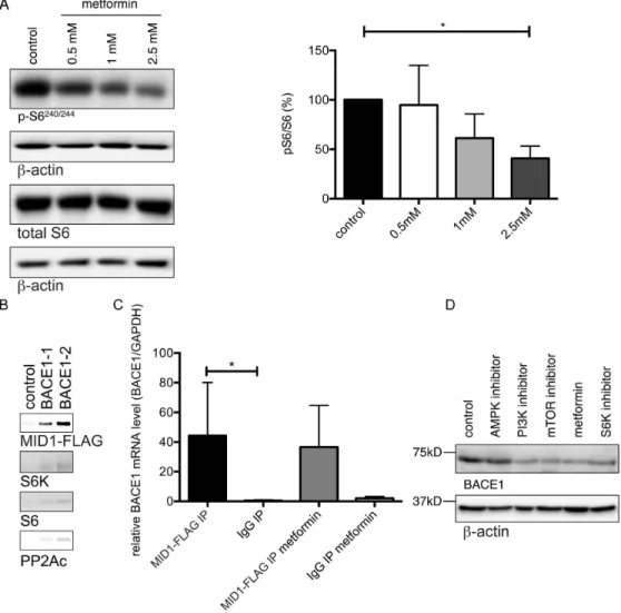 Figure 4. BACE1 translation is regulated by pS6 and inhibited by metformin. (A) Metformin decreases phosphorylation of S6