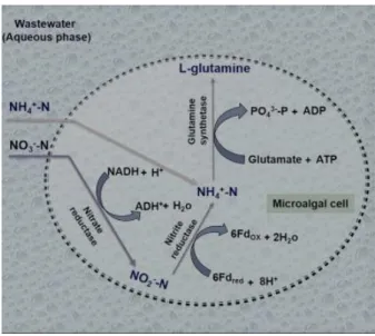 Figure 2 - Nitrogen pathway in microalgae cell (Salama, Kurade, Abou-shanab, &amp; El-dalatony, 2017)