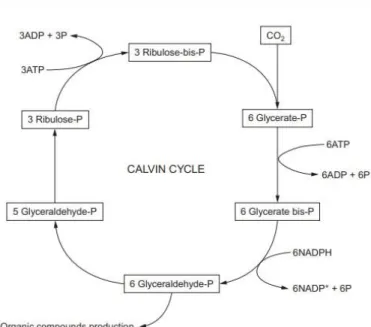 Figure 3 - Calvin-Benson cycle (Sydney et al., 2014).