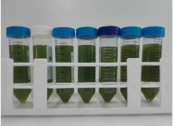 Figure 7 – Falcons with microalgae culture for flocculation process with different FeCl₃ concentrations
