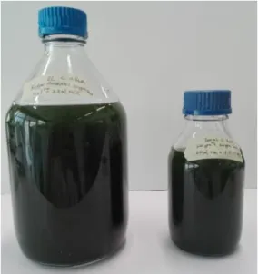 Figure 9 – Microalgae culture from A4F raceway for biopolymer and FeCl3 flocculation test
