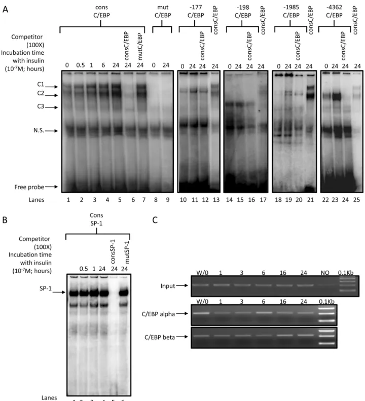 Figure 6. Binding of C/EBP alpha/beta on human HSD11B2 promoter. (A) Nuclear proteins isolated from HT-29 cells bind to identified C/EBP alpha/beta sites.4 mg of nuclear extracts isolated from insulin treated (for the indicated period of time, 10 27 M) or 