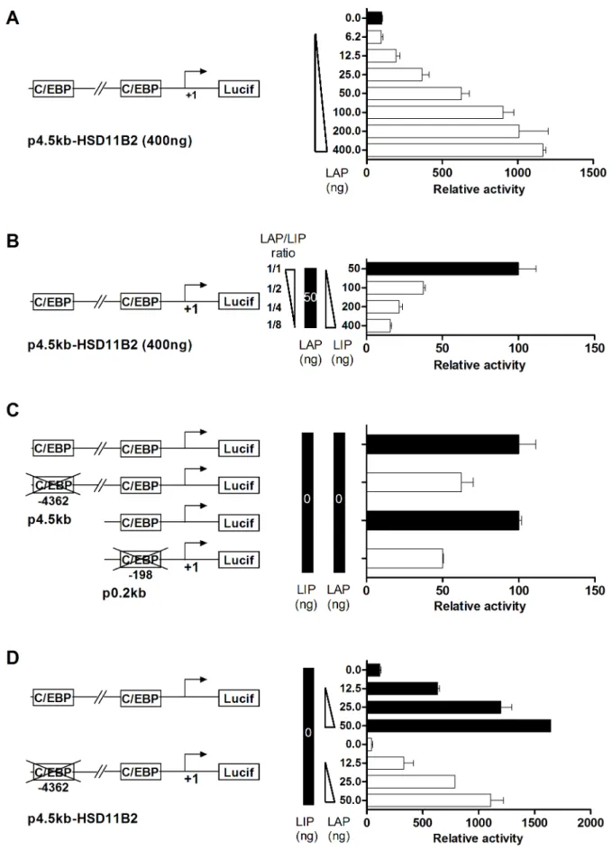 Figure 7. C/EBP beta isoforms control HSD11B2 promoter activity. (A) HT-29 cells were transfected with the full length human HSD11B2 promoter cloned into pGL3-basic luciferase vector (p4.5 kb-HSD11B2, 400 ng) and a dose response of LAP expressing vector (p