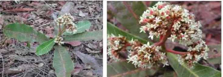 Figure 1.  An acardium humile Mart. is a native from cerrado vegetation reserve, UFSCar, São Carlos campus, SP state.