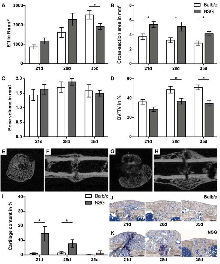 Fig 3. Fracture healing is moderately altered in NOD/scid-IL2Rγc null (NSG) mice. Assessment of the fracture-healing outcome by three-point bending test (A), micro-computed tomography (B-D) and histomorphometry (I)