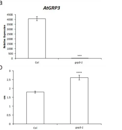 Fig 1. grp3-1 loss-of-function mutant analysis. a Relative expression of AtGRP3 transcripts analyzed through real-time quantitative PCR of Col and grp3-1 mutant