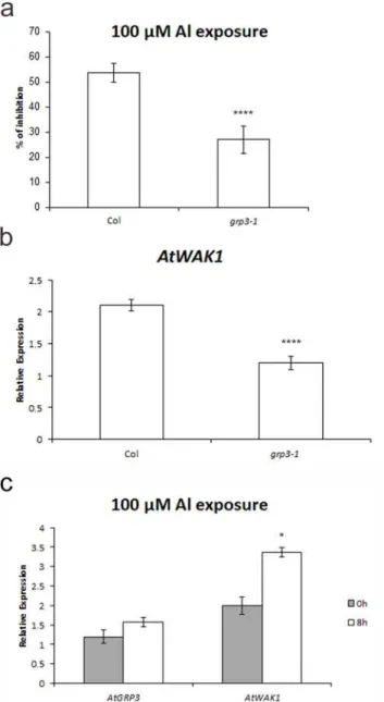 Fig 4. Analyses regarding implication of AtGRP3 in Al signaling in Col wild-type and grp3-1 knockout plants