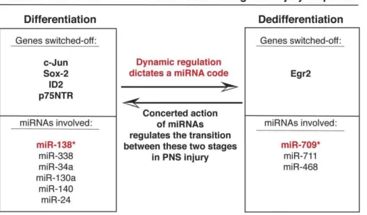 Figure 6. Schematic representation of our proposed model regarding the existence of a miRNA code, which regulates the transition between differentiation and dedifferentiation following in vivo PNS injury