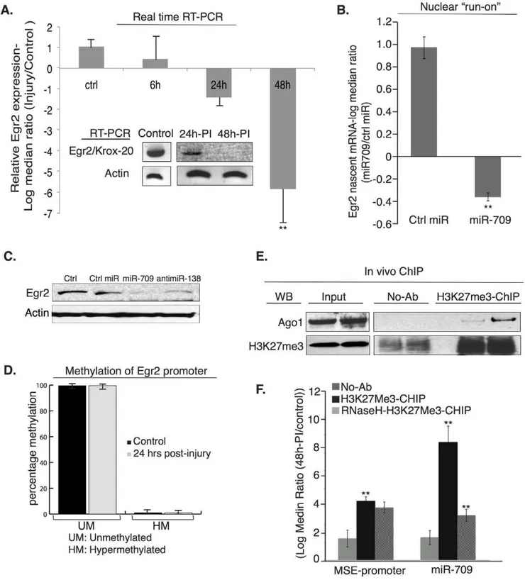 Figure 5. miRNAs mediate transcriptional gene silencing of Egr2. (A). Real-time qRT-PCR of Egr2 transcripts normalized to GAPDH control 6, 24 and 48 hours post-injury as compared to control uninjured nerves