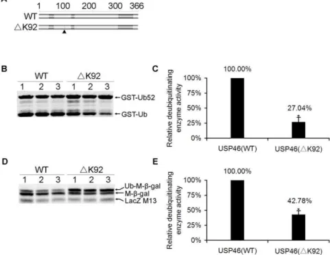 Figure 4. Deubiquitinating enzyme activity of USP46 ( D K92) declined significantly. (A) Constructs of wild-type (WT) and mutant USP46 (DK92) for the USP cleavage assay
