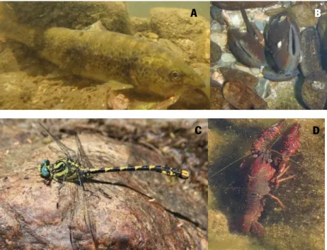 Figure 3  –  Examples of faunal diversity found in Montesinho Natural Park and surrounding areas: brown  trout  Salmo  trutta   (A);  pearl  mussel  Margaritifera  margaritifera   (B);  dragonfly  Macromia  splendens   (C); 