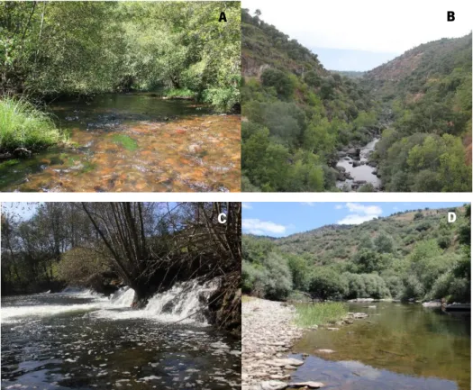 Figure 4  –  Rivers surveyed in this study: Mente (A), Rabaçal (B), Tuela (C) and Sabor (D)