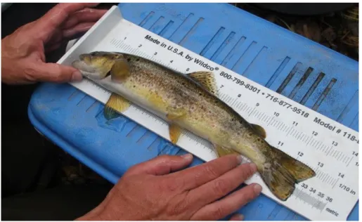 Figure 8 – Measurement of a brown trout  Salmo trutta  in the field. 